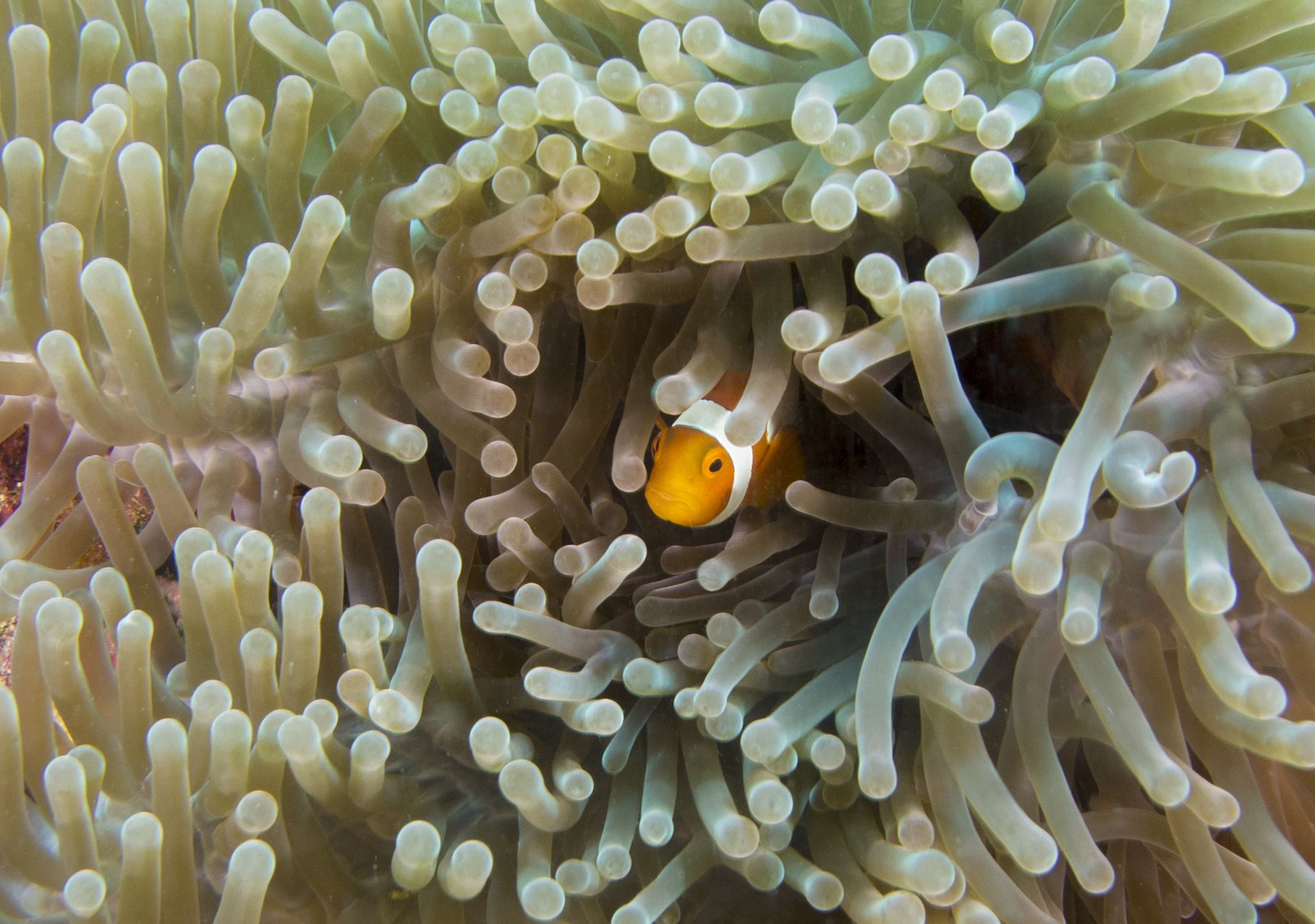 Curious Nemo!