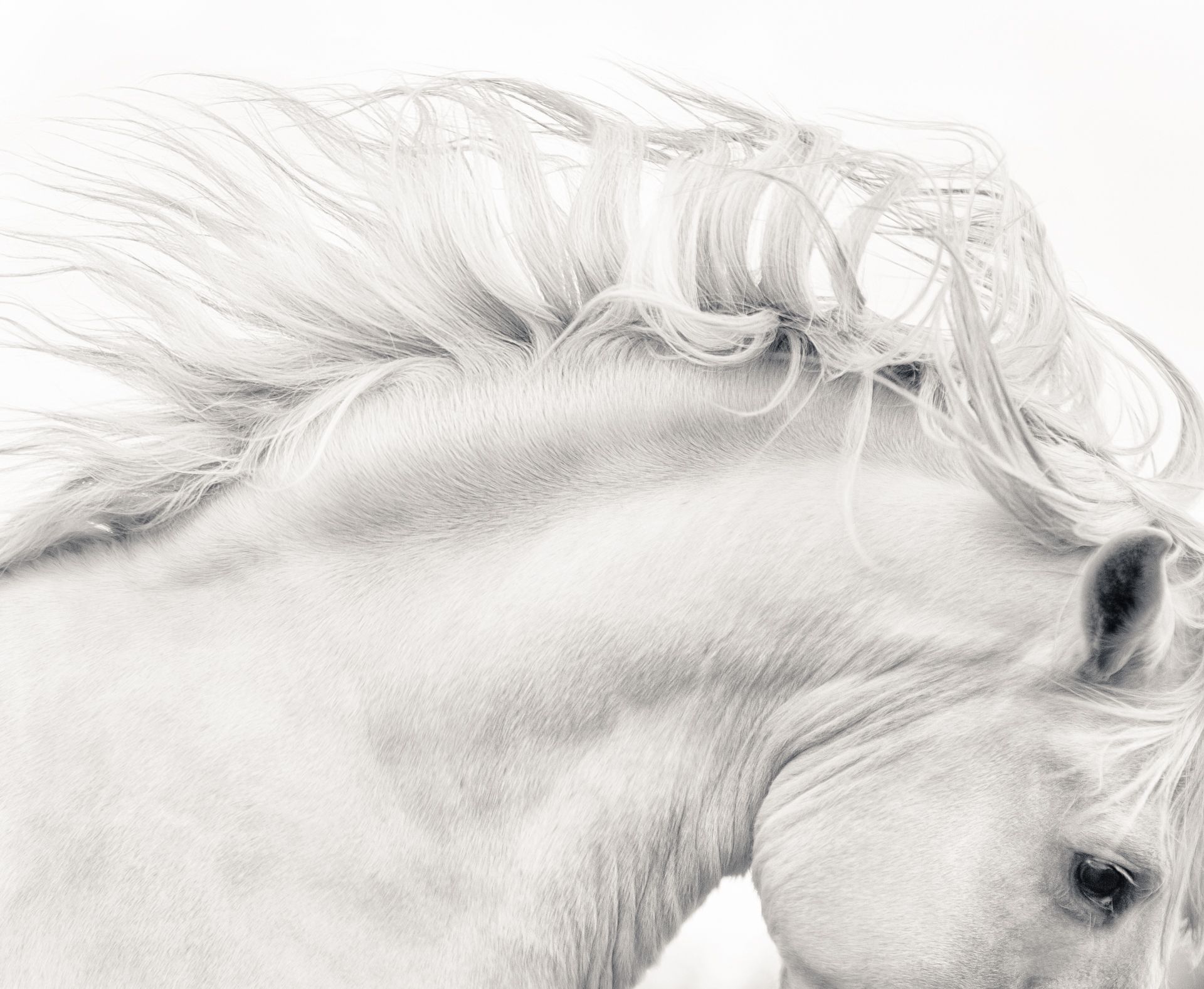 Majestic Freedom: White Stallion