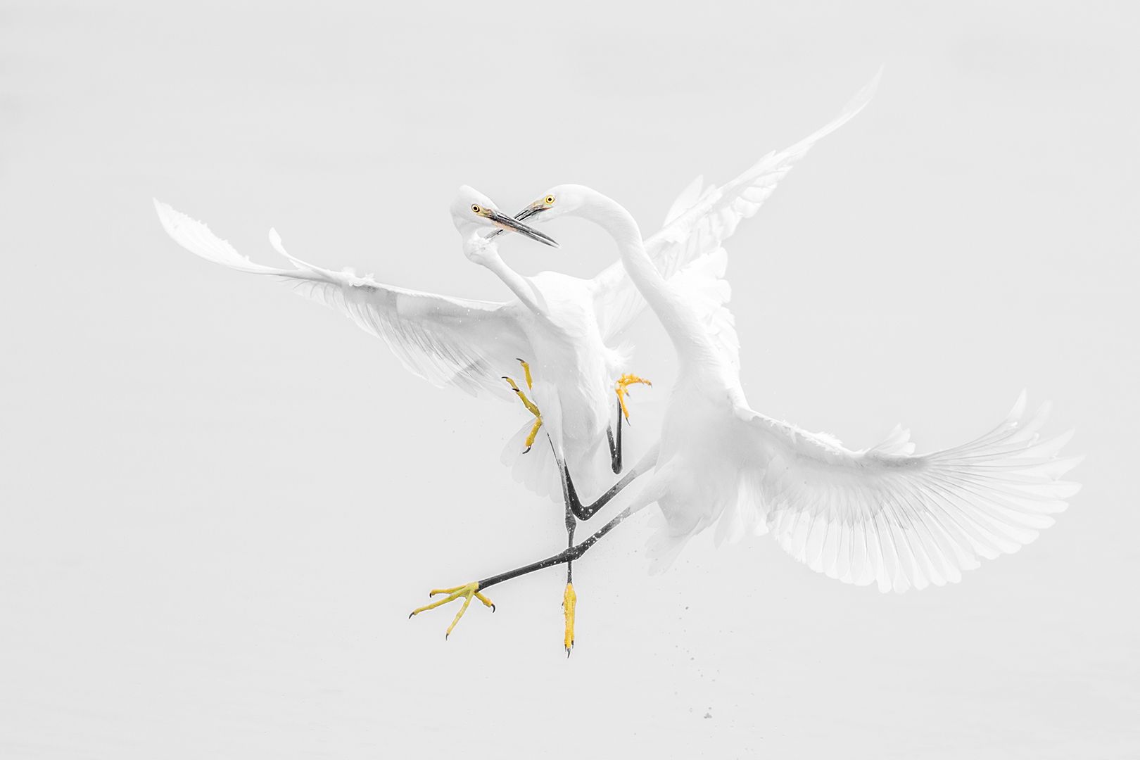 Egrets Fight