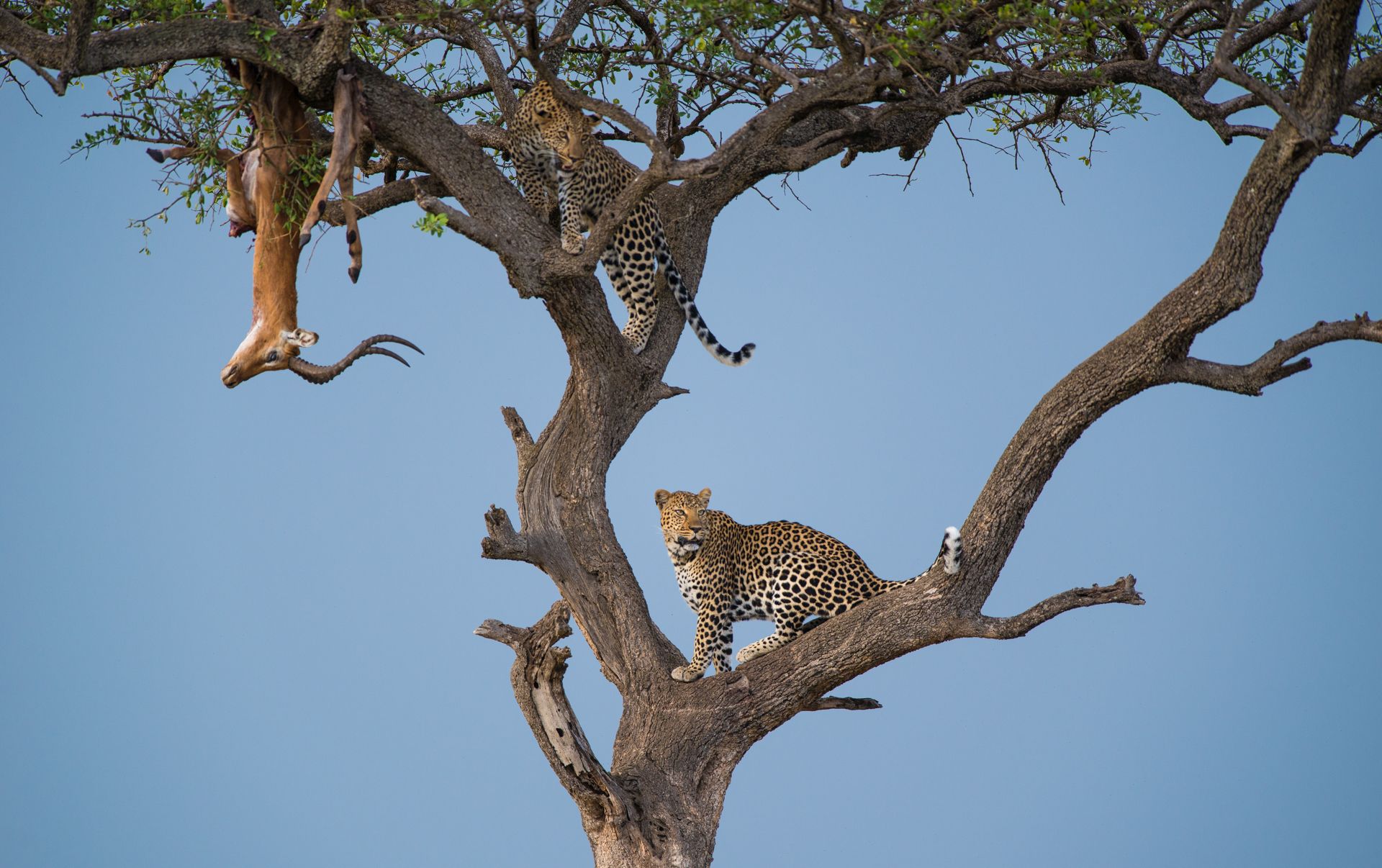 Leap of Leopards