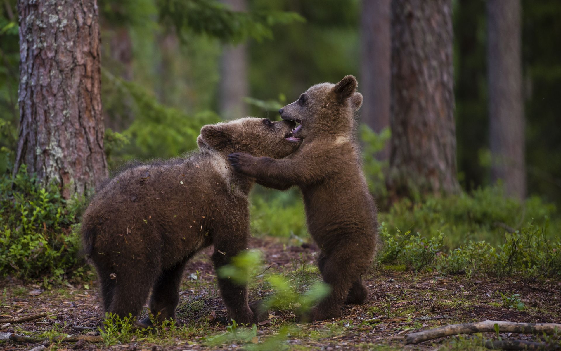 Playing bear cubs
