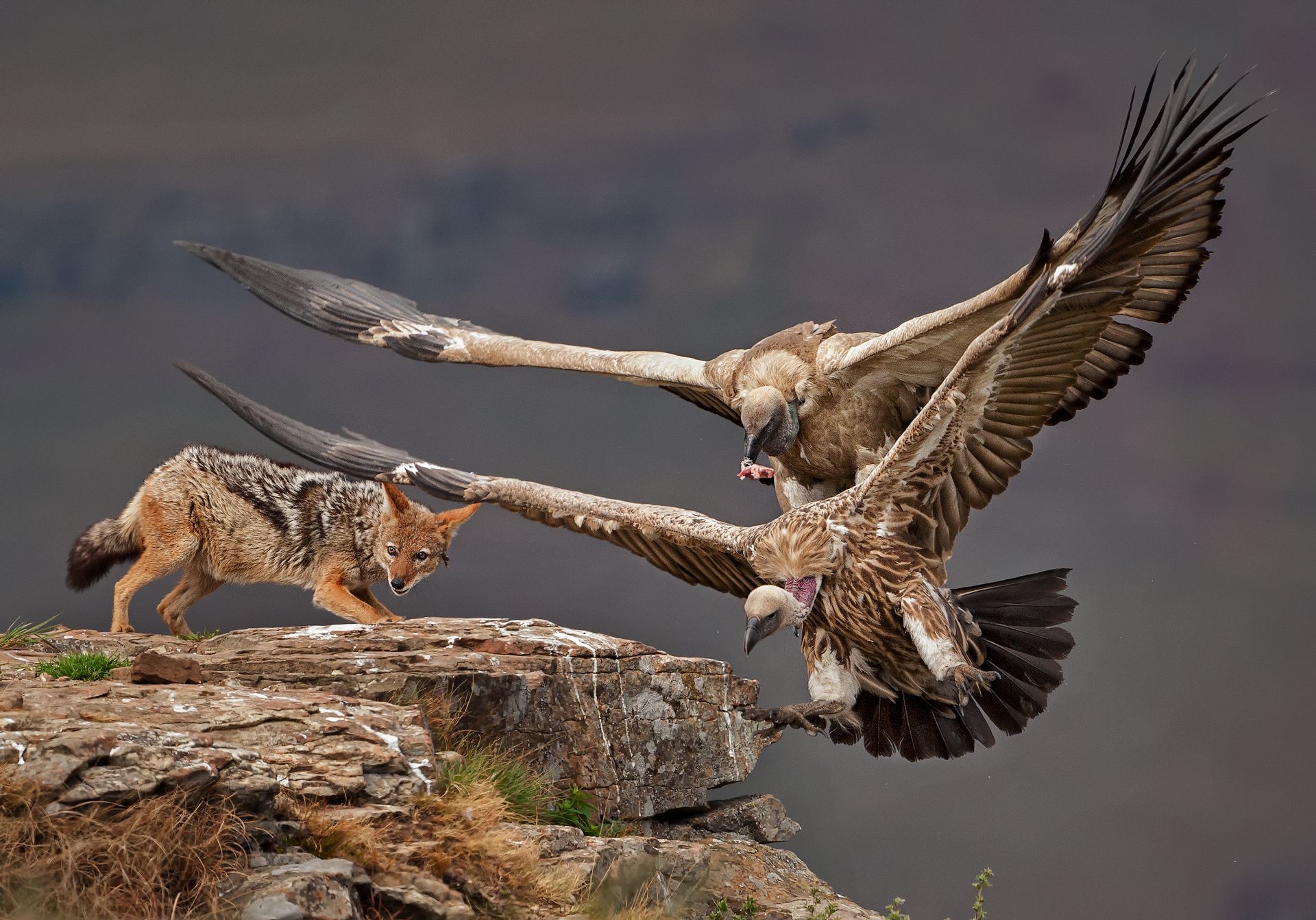 Vulture and jackal