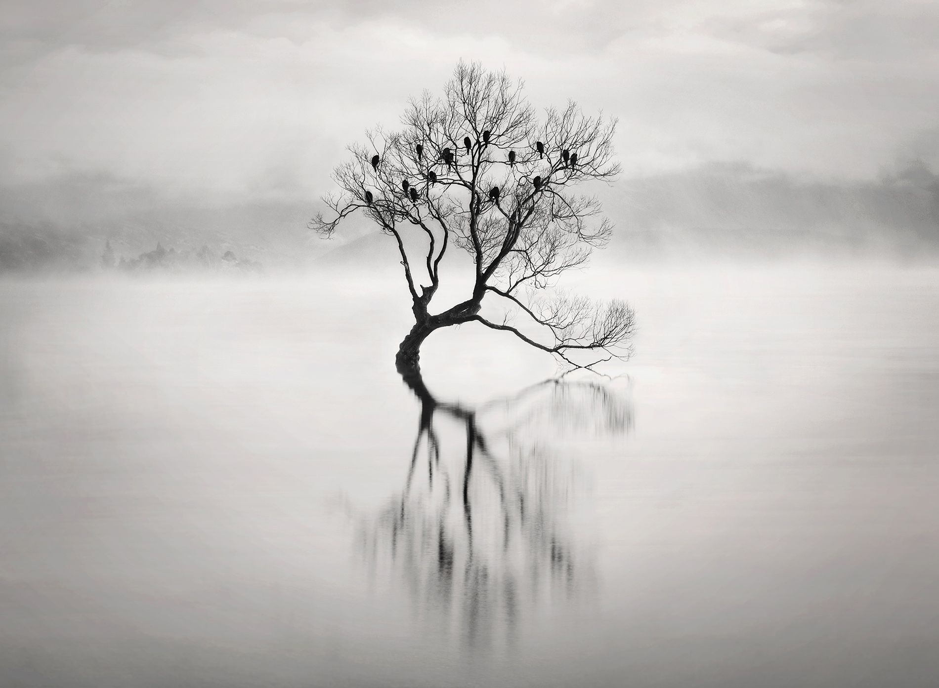 A Lone Tree